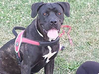 cane corso italian mastiff female